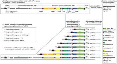 One microRNA has the potential to target whole viral mRNAs in a given human coronavirus